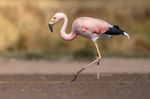 Andean flamingo